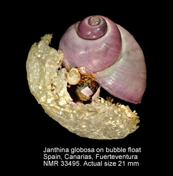 Janthina prolongata (2).JPG - Janthina globosaSwainson,1822